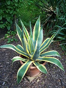agave_americana_with_yellow_-nl
